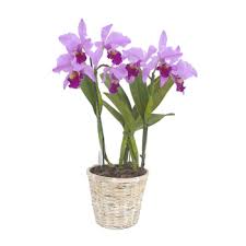 orchid gardening 