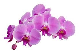 orchid petals 