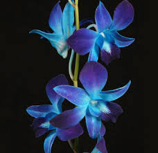 blue orchid 